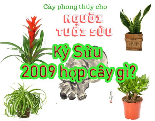 tuổi kỷ sửu 2009 bàn học hợp hướng nào