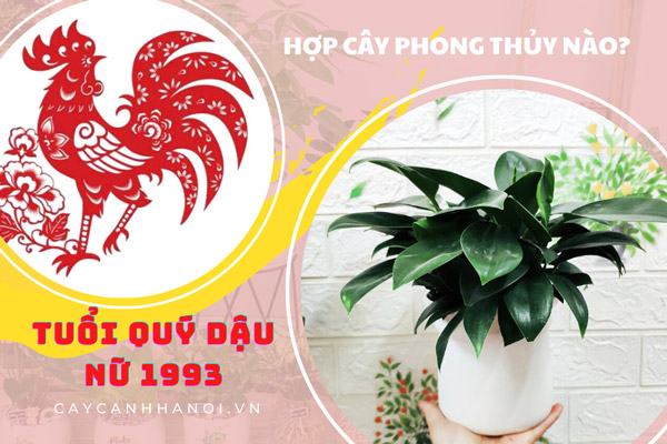 nữ 1993 hợp hướng bàn làm việc nào